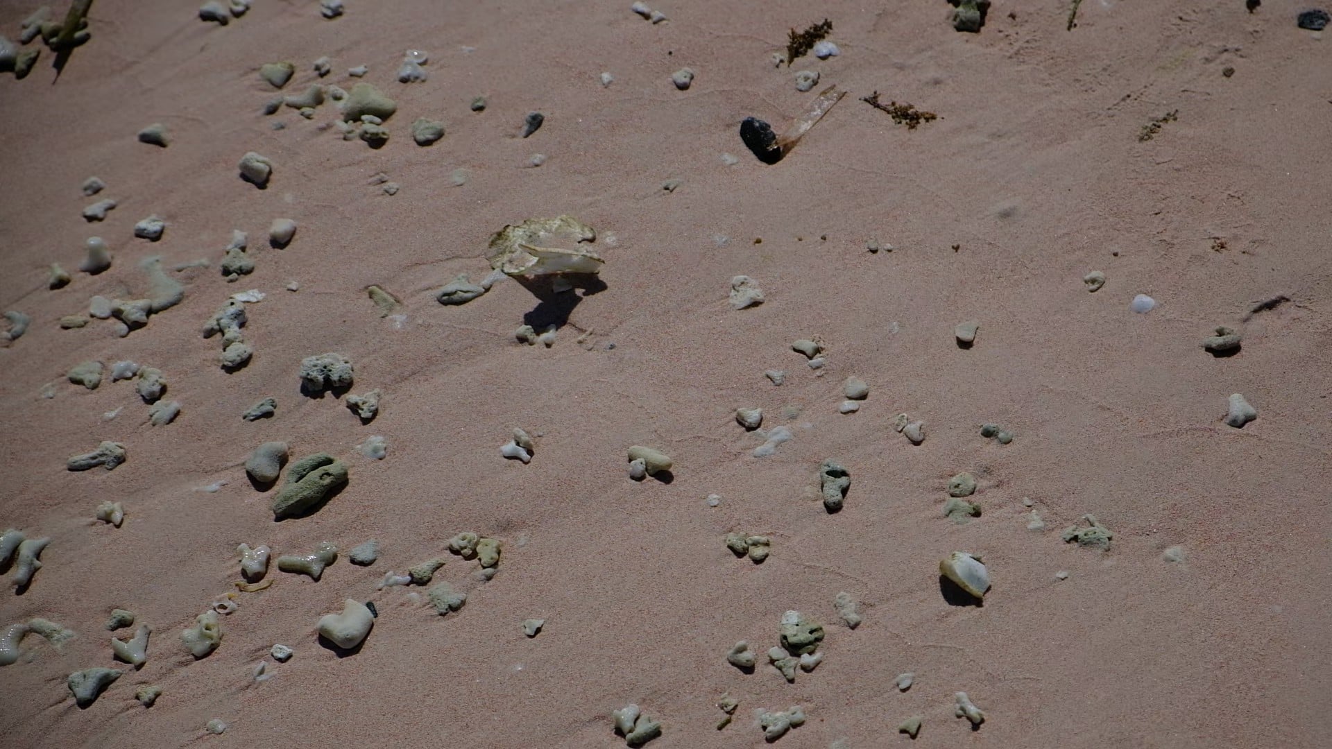 Pink Beach Sand. Komodo Tour from Bali, Labuan Bajo, Flores, Indonesia