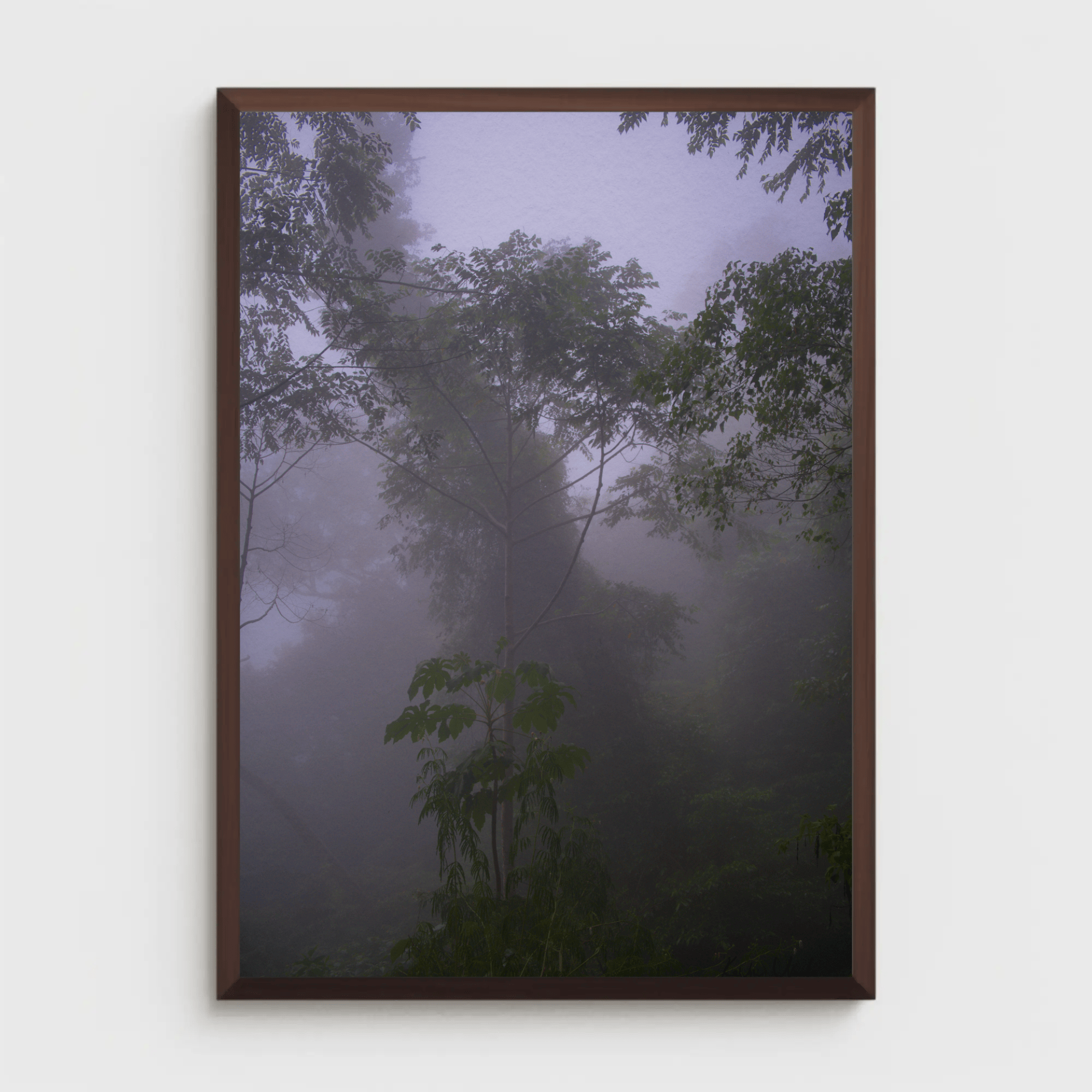 Jungle fog trees high quality canvas photo print, East Nusa Tenggara, framed mockup 8 | Kevin Winda